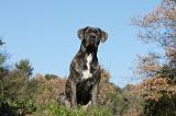 CANE CORSO 962